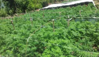 Mijëra rrënjë kanabisi në ndërtesën në pronësi të drejtorit të burgut të Rrogozhinës, detajet e para