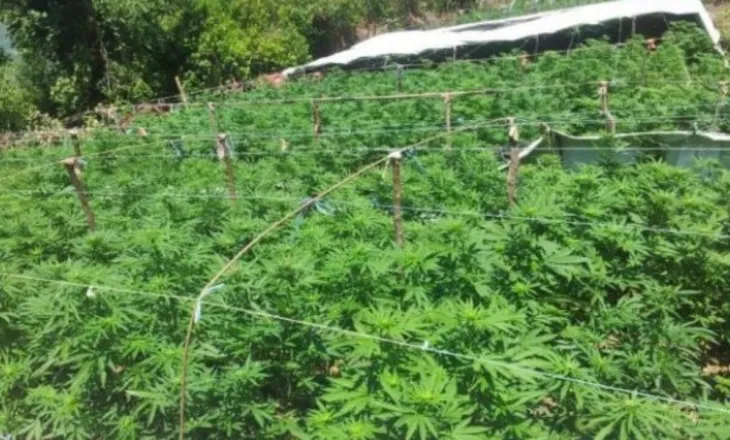 Mijëra rrënjë kanabisi në ndërtesën në pronësi të drejtorit të burgut të Rrogozhinës, detajet e para