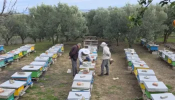 Mjalti vendas në krizë tregu, importet e dyshimta të mjaltit po dëmtojnë prodhimin vendas