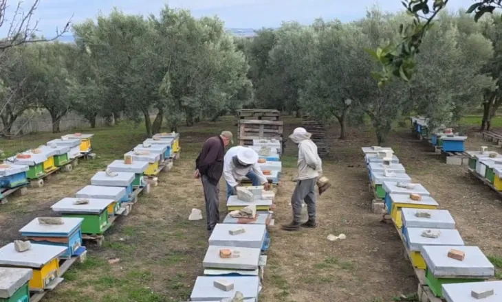 Mjalti vendas në krizë tregu, importet e dyshimta të mjaltit po dëmtojnë prodhimin vendas