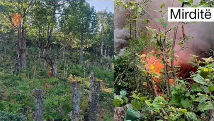 Në kërkim prej 2 vitesh për kultivim droge, arrestohet 35-vjeçari në Mirditë