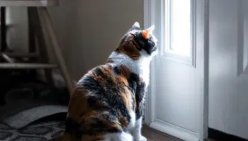 Në Suedi, tani është krim ta lësh macen vetëm gjithë ditën