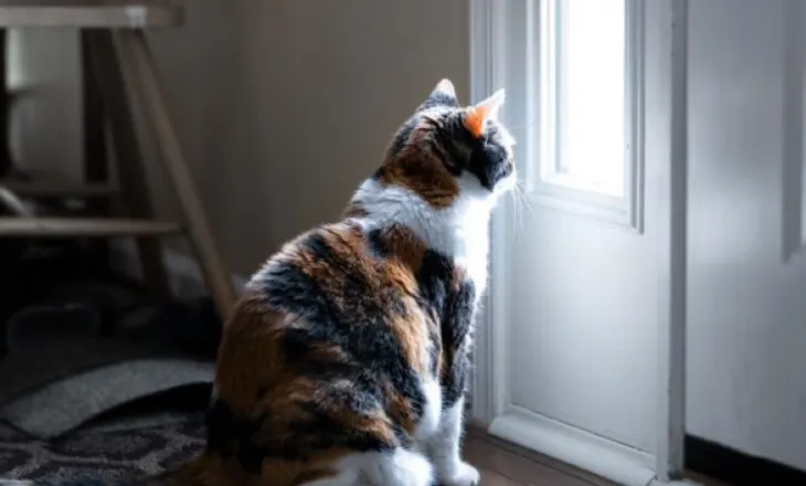 Në Suedi, tani është krim ta lësh macen vetëm gjithë ditën