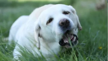 Një qen zbulon një provë të mundshme të lidhur me një vrasje famëkeqe të shekullit të 19-të