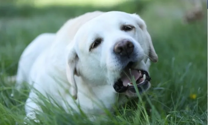 Një qen zbulon një provë të mundshme të lidhur me një vrasje famëkeqe të shekullit të 19-të