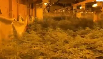 Peqini mbushet me kanabis