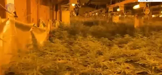 Peqini mbushet me kanabis