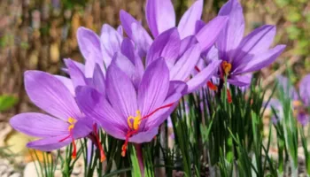 Përfitimet e mrekullueshme të shafranit