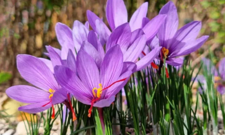 Përfitimet e mrekullueshme të shafranit