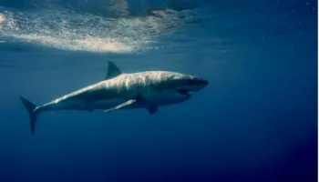 Peshkaqenët mund të mos jenë ajo që mendojmë: Studimi i ri vë në pikëpyetje origjinën e tyre