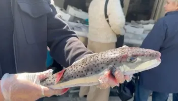Peshku helmues në ujërat tona, specia e rrezikshme rikthehet dhe kapet nga peshkatarët në Vlorë