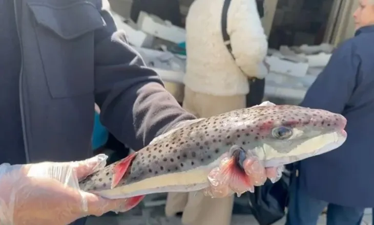 Peshku helmues në ujërat tona, specia e rrezikshme rikthehet dhe kapet nga peshkatarët në Vlorë