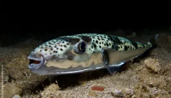 Peshku vdekjeprurës kapet në Vlorë/ Si shpëtuan pushuesit nga Kosova dhe alarmi i ekspertit: Adriatiku po tropikalizohet!