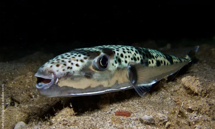 Peshku vdekjeprurës kapet në Vlorë/ Si shpëtuan pushuesit nga Kosova dhe alarmi i ekspertit: Adriatiku po tropikalizohet!