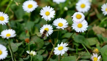 Presidenti Begaj i uron shqiptarëve Ditën e Verës: Sjelltë kjo festë e bukur e traditës gëzim dhe begati në çdo familjeje shqiptare