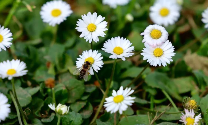 Presidenti Begaj i uron shqiptarëve Ditën e Verës: Sjelltë kjo festë e bukur e traditës gëzim dhe begati në çdo familjeje shqiptare