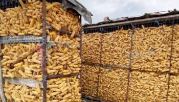 Procedime disiplinore për 13 inspektorë të AKU Tiranë e Shkodër, lëshime në detyrë për 130 ton misër të bllokuara