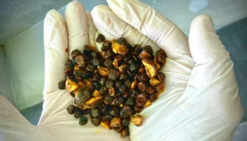 Pse gurët e tëmthit vlejnë më shumë se ari…