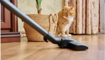 Pse macet kanë frikë nga zhurma e fshesave me korrent?