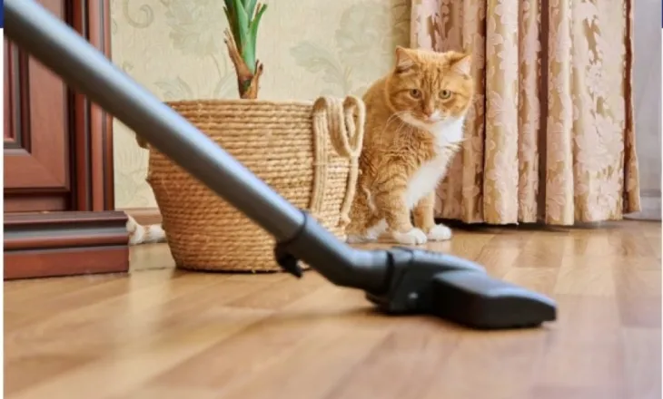 Pse macet kanë frikë nga zhurma e fshesave me korrent?