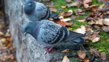 Pse nuk shohim kurrë pëllumba të vegjël – ekziston një shpjegim logjik