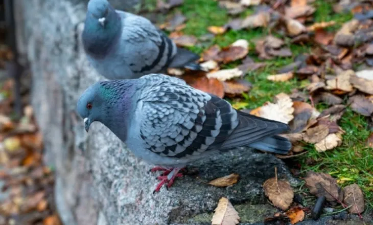 Pse nuk shohim kurrë pëllumba të vegjël – ekziston një shpjegim logjik