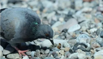 Pse zogjtë janë të fiksuar pas bishtave të cigareve?