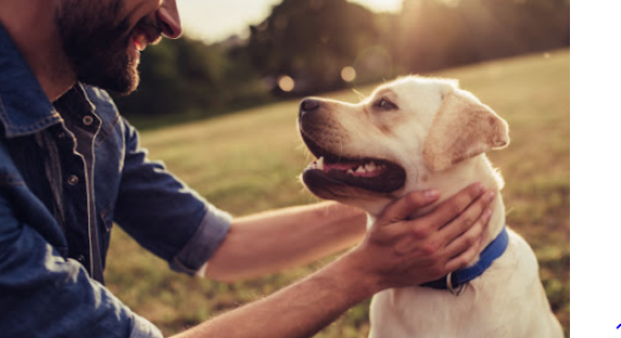 Qentë u bënë miqtë më të mirë të njeriut shumë më herët sesa mendohej