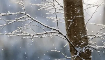 Reshje shiu dhe dëbore, si parashikohet moti për këtë të shtunë