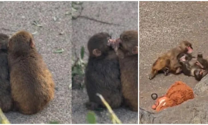 Rikthehet Punch, majmuni i vetmuar që “vodhi” zemrat e miliona njerëzve gjen shoqe