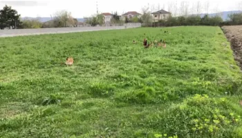 Rritja e çmimit të naftës godet bujqësinë, fermerët e Fushë-Krujës drejt falimentimit