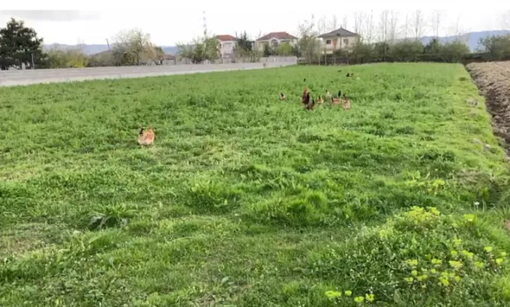 Rritja e çmimit të naftës godet bujqësinë, fermerët e Fushë-Krujës drejt falimentimit