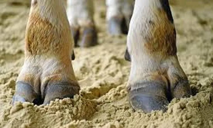 Sëmundja e rrezikshme shfaqet në Greqi, Shqipëria ndalon importin e kafshëve!