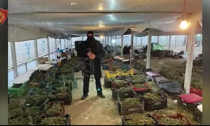 Sera me kanabis në Berat/ SPAK kërkon 133 vite burg për 17 anëtarët e grupit kriminal