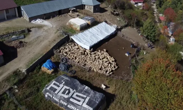 Shfaqet afta epizootike në Greqi/ Ndalohet importi i kafshëve në Shqipëri, nuk ka kurë për sëmundjen