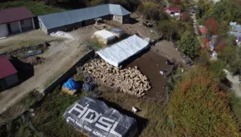 Shfaqet afta epizootike në Greqi/ Shqipëria ndalon importin e kafshëve, sëmundja nuk ka kurë