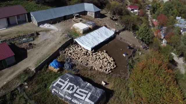 Shfaqet afta epizootike në Greqi/ Shqipëria ndalon importin e kafshëve, sëmundja nuk ka kurë