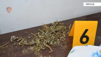 Shijak/ Zbulohet magazina ku kultivohej kanabis, 4 të arrestuar – 1 person në kërkim