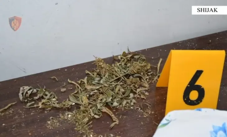 Shijak/ Zbulohet magazina ku kultivohej kanabis, 4 të arrestuar – 1 person në kërkim