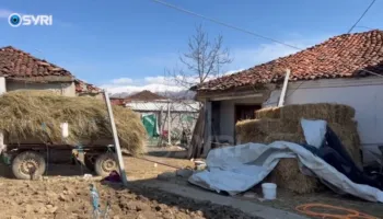 SYRI TV/ Zvirinë, blegtoria drejt tkurrjes, fermerët po heqin dorë nga ky sektor: Sakrifica pa leverdi