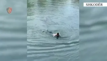 Tentoi të mbytej në lumin Buna, momenti kur 59-vjeçarja shpëtohet nga punonjësit e policisë në Shkodër