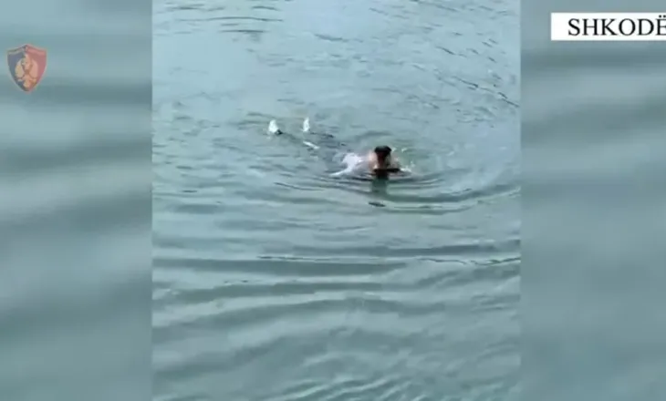 Tenton të vetëvritet 59-vjeçarja në lumin Buna, e nxjerrin forcat e policisë në gjendje të rëndë