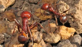 Tregti e paligjshme me milingona në Kenia me shifra të çuditshme, mbretëreshat shiten qindra dollarë