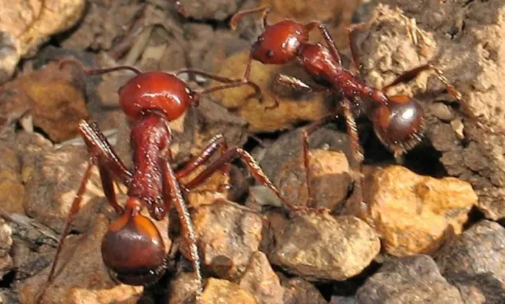 Tregti e paligjshme me milingona në Kenia me shifra të çuditshme, mbretëreshat shiten qindra dollarë