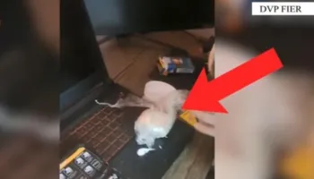 U kap në flagrancë me 55 gramë kokainë dhe një sasi kanabis, përfundon në pranga 36-vjeçari në Fier