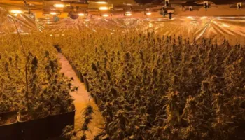 U tradhtuan nga koshi i mbeturinave, policia gjermane zbulon plantacionin e kanabisit të shqiptarëve