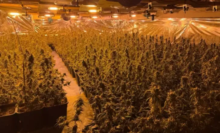 U tradhtuan nga koshi i mbeturinave, policia gjermane zbulon plantacionin e kanabisit të shqiptarëve