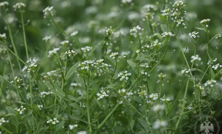 Uron besimtarët bektashinj, Bajram Begaj: Bashkim dhe paqe mes nesh