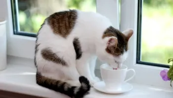 Ushqime që mund të jenë shumë të dëmshme për macet