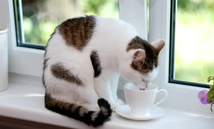 Ushqime që mund të jenë shumë të dëmshme për macet